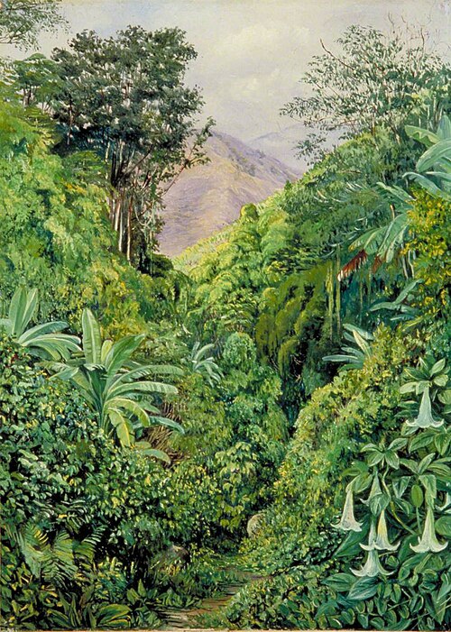 Valley behind the Artist's House at Gordontown, Jamaica, 1872, Marianne North