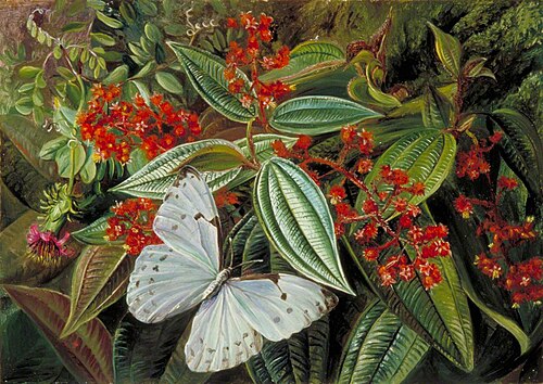 Trees Laden with Parasites and Epiphytes in a Brazilian Garden, 1873, Marianne North