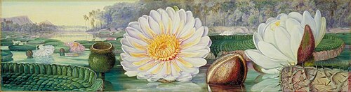 Victoria regia, 1879, Marianne North