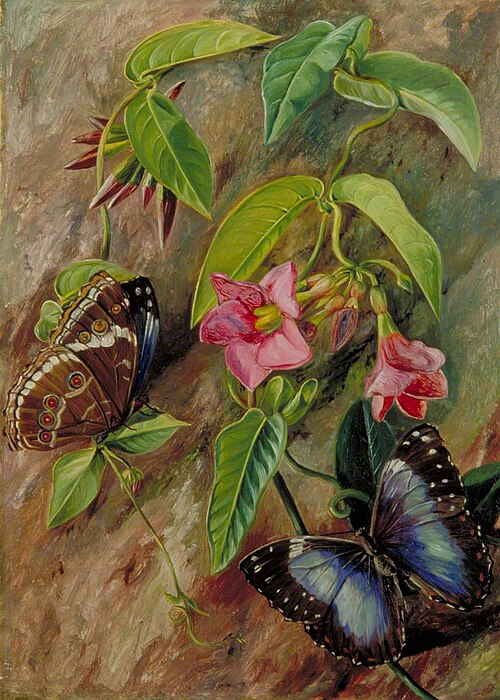 Twining Plant and Butterfly of Brazil, 1873, Marianne North