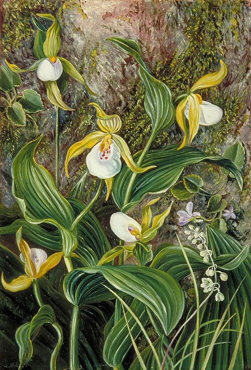 Wild Flowers of Simla, India, 1878, Marianne North