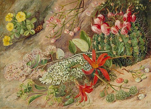 Wild Flowers and Fruits of the Salinas, Chili, 1873, Marianne North