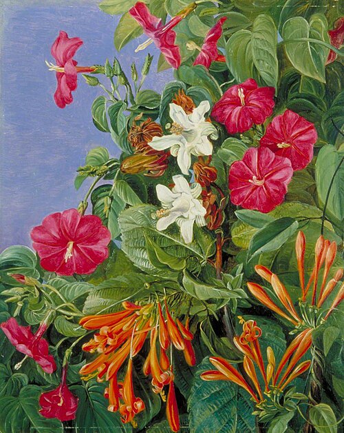 Wild Flowers at Morro Velho, Brazil, 1873, Marianne North