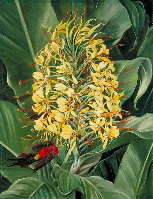 Hedychium gardnerianum and Sunbird, India, 1878, Marianne North