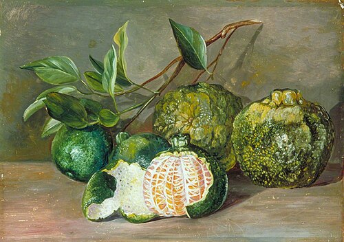 Loose-Skinned Orange of Colombo, Ceylon, 1877, Marianne North
