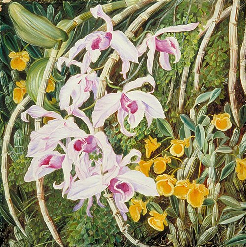 Orchids of Tropical Asia, 1878, Marianne North