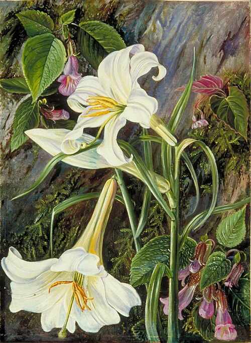The Great Lily of Nainee Tal, in North India, 1878, Marianne North