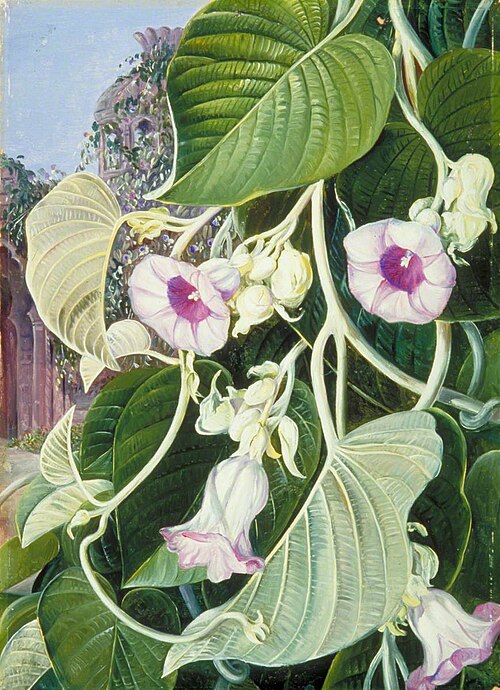 The Elephant Creeper of India, 1878, Marianne North