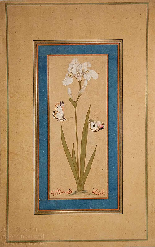 Butterflies on Iris, , Mohammad Zaman