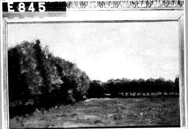 Een weide met bomen, 1887, Geo Poggenbeek