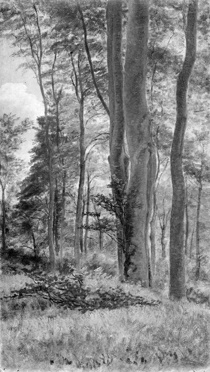 Beeches in Delhoved Forest, 1853, Peter Christian Skovgaard