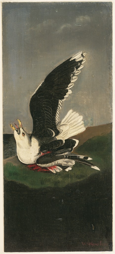 Great Black-backed Gull, after Audubon, 1853, William Stanley Haseltine