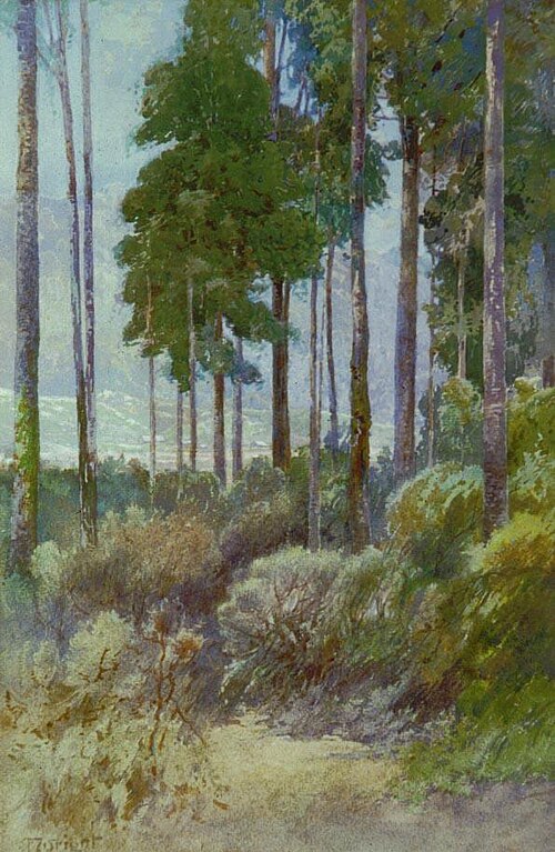 Waitakeres, , Frank Wright