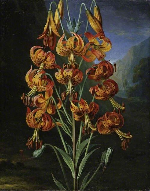 Lilium Superbum, , P. A. Reinagle