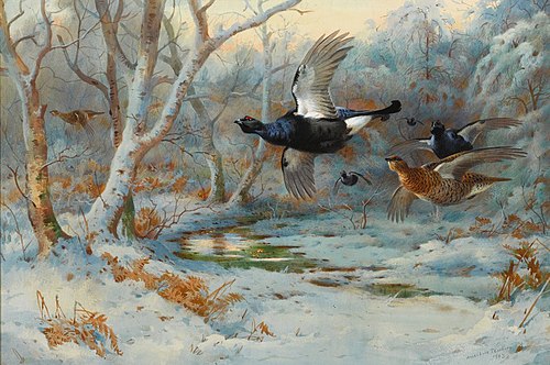 Black Grouse In Flight In A Winter Woodland, , Archibald Thorburn