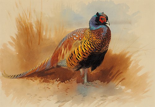 Study of a cock pheasant, , Archibald Thorburn