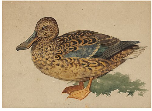 Studies of mallards, , Archibald Thorburn