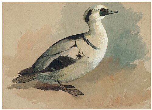 Study of a smew, , Archibald Thorburn
