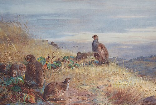 The Covey at Daybreak, 1935, Archibald Thorburn