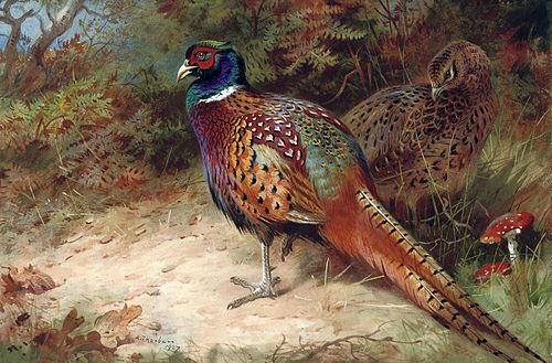 Cock and hen pheasant in the undergrowth, 1927, Archibald Thorburn