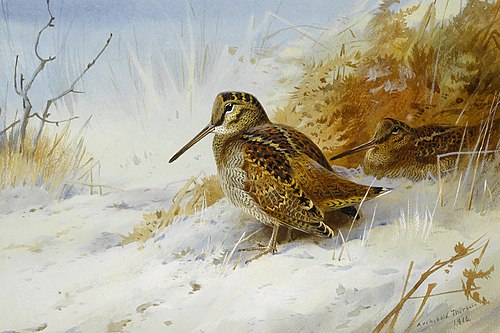 Winter Woodcock, 1916, Archibald Thorburn