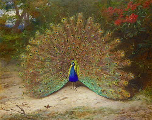 Peacock and Peacock Butterfly, 1917, Archibald Thorburn