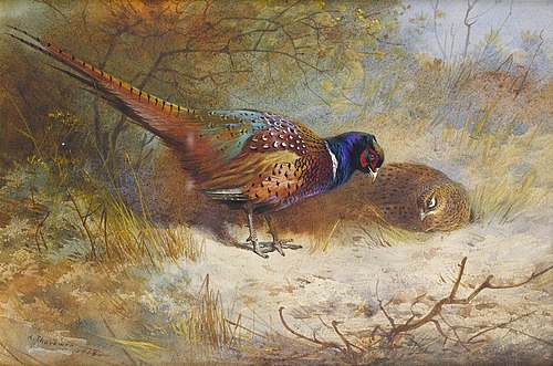 Pheasants., 1918, Archibald Thorburn