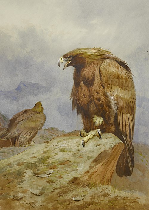 Pair of Golden Eagles, 1899, Archibald Thorburn