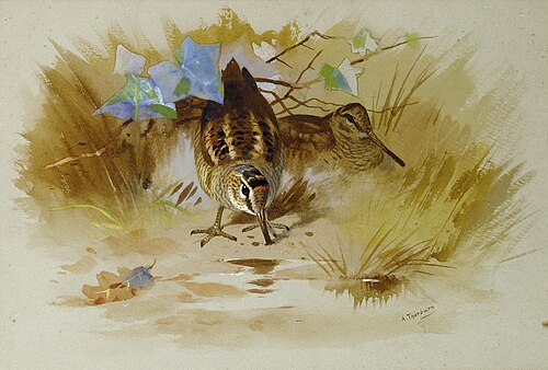Woodcock in a sandy hollow., 1935, Archibald Thorburn