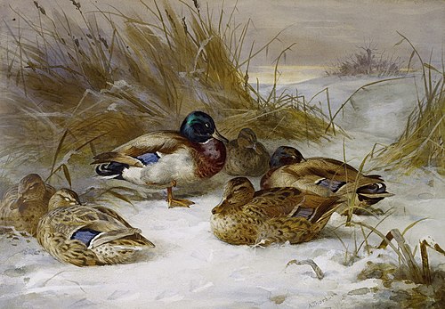 Winter landscape with mallard., 1935, Archibald Thorburn
