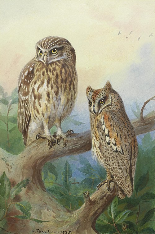Little Owl and Scops Owl., 1925, Archibald Thorburn