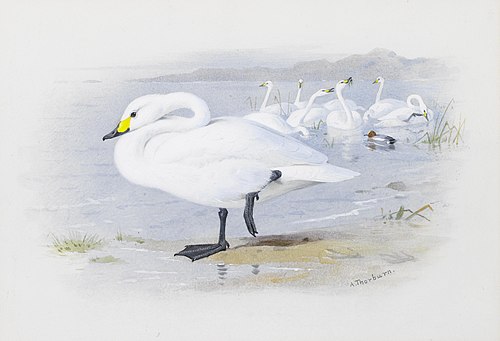 Bewick's swan., 1935, Archibald Thorburn