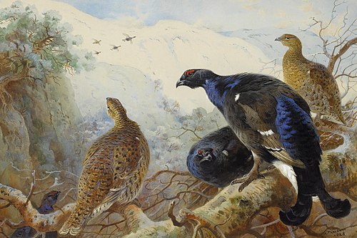 Blackgame, 1928, Archibald Thorburn