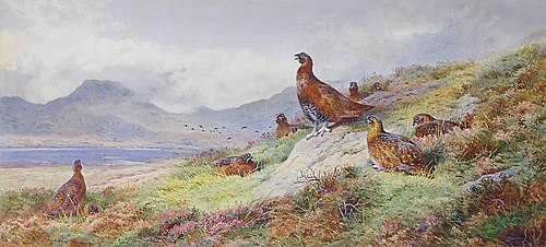 King of the roost, 1910, Archibald Thorburn