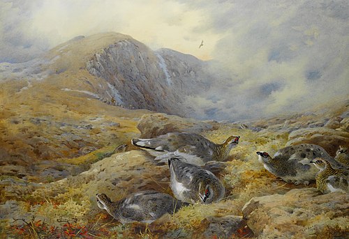 Danger aloft – Ptarmigan, 1927, Archibald Thorburn