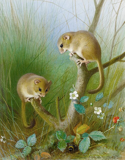 Dormice (see Muscardinus avellanarius)., 1903, Archibald Thorburn