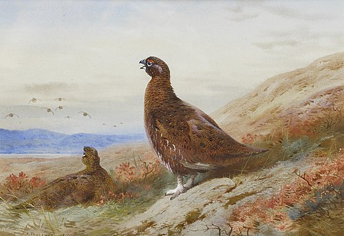 The Challenge., 1917, Archibald Thorburn