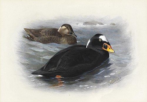 Surf-Scoter, 1935, Archibald Thorburn