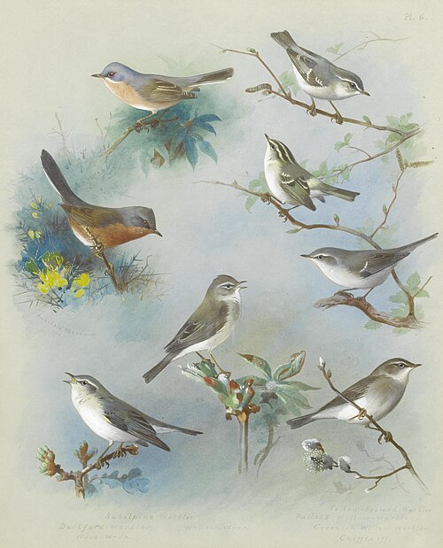 Warbler and Wrens, 1913, Archibald Thorburn