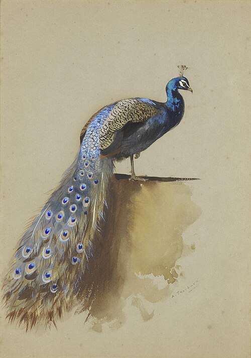 Peacock, 1935, Archibald Thorburn