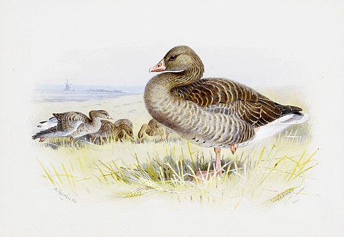Greylag goose., 1935, Archibald Thorburn