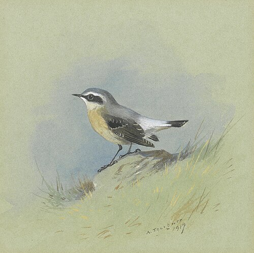 A male Wheatear, , Archibald Thorburn
