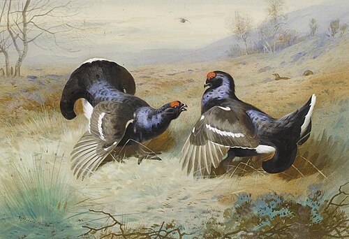 Blackcocks at the Lek, , Archibald Thorburn