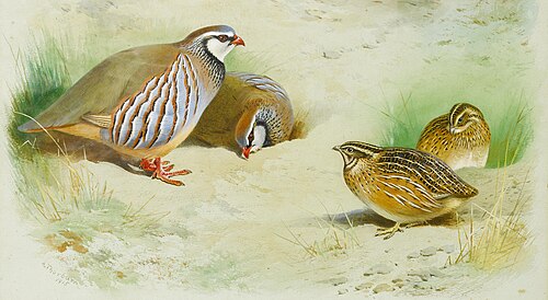 French partridge and chicks, , Archibald Thorburn