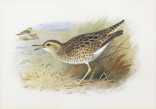 Bartram's Plover, , Archibald Thorburn
