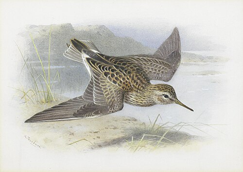Pectoral Sandpiper, , Archibald Thorburn