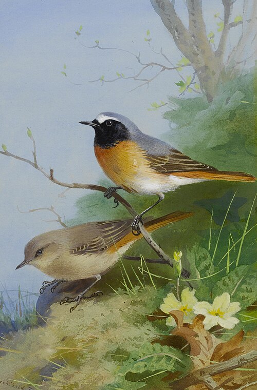 Pair of Redstarts, , Archibald Thorburn