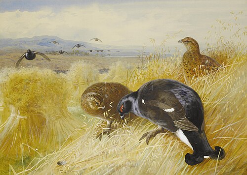 On the stooks - Blackgame, 1902, Archibald Thorburn