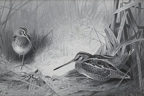 Snipe, , Archibald Thorburn