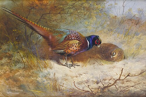 Pheasants, , Archibald Thorburn